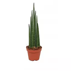 Сансивьерия Цилиндрика - Sansevieria cylindrica D18 H75