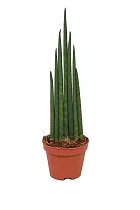 Сансивьерия Цилиндрика - Sansevieria cylindrica D18 H75