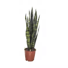 Сансевиерия Трехполосая - Sansevieria trifasciata Masion Gong D20 H95
