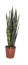 Сансевиерия Трехполосая - Sansevieria trifasciata Masion Gong D20 H95