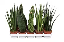 Сансивьерия Цилиндрика микс - Sansevieria cylindrica D15 H30