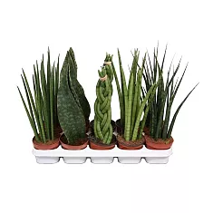 Сансивьерия Цилиндрика микс - Sansevieria cylindrica D15 H30