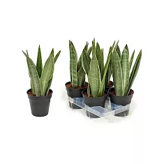 Сансивьерия Цилиндрика металлическая - Sansevieria cylindrica Metalica  D15 H25