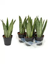 Сансивьерия Цилиндрика металлическая - Sansevieria cylindrica Metalica  D15 H25