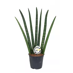 Сансивьерия Цилиндрика - Sansevieria cylindrica D18 H50
