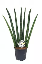 Сансивьерия Цилиндрика - Sansevieria cylindrica D18 H50
