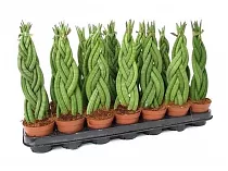 Сансивьерия Цилиндрика - Sansevieria cylindrica D15 H30