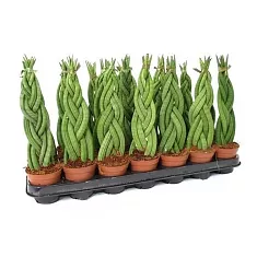 Сансивьерия Цилиндрика - Sansevieria cylindrica D15 H30