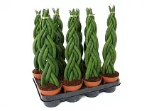 Сансивьерия Цилиндрика - Sansevieria cylindrica D10 H25