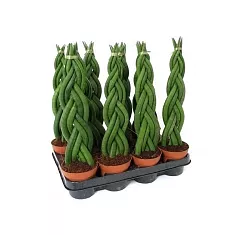 Сансивьерия Цилиндрика - Sansevieria cylindrica D10 H25