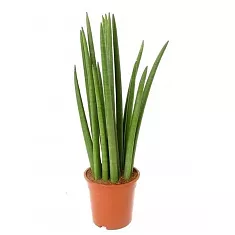 Сансевиерия - Sansevieria bacularis D10 H25