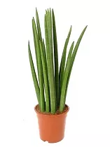 Сансевиерия - Sansevieria bacularis D10 H25