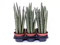 Сансивьерия Цилиндрика -  Sansevieria cylindrica D15 H45