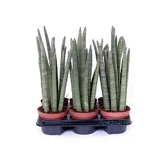 Сансивьерия Цилиндрика -  Sansevieria cylindrica D15 H45