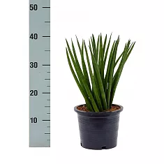 Сансивьерия Цилиндрика - Sansevieria cylindrica D15 H40