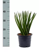Сансивьерия Цилиндрика - Sansevieria cylindrica D15 H40