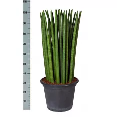 Сансевиерия цилиндрическая - Sansevieria cylindrica longtail D25 H100