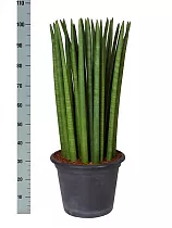 Сансевиерия цилиндрическая - Sansevieria cylindrica longtail D25 H100