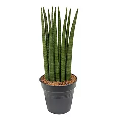 Сансевиерия цилиндрическая - Sansevieria cylindrica longtail D20 H90