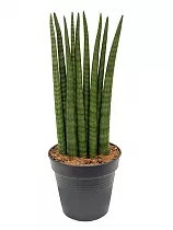 Сансевиерия цилиндрическая - Sansevieria cylindrica longtail D20 H90