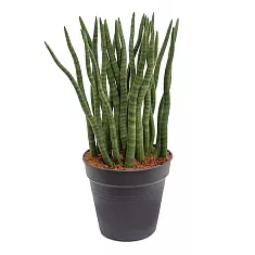 Сансивьерия Цилиндрика - Sansevieria cylindrica D27 H70