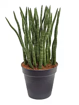Сансивьерия Цилиндрика - Sansevieria cylindrica D27 H70