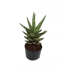 Сансевьерия франциза - Sansevieria francisii D10 H20