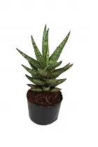 Сансевьерия франциза - Sansevieria francisii D10 H20