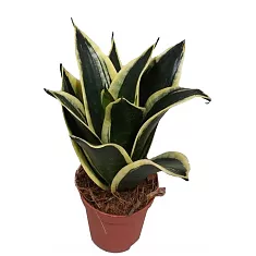 Сансивьерия Блэк Голд - Sansevieria Golden Hah Black D14 H30