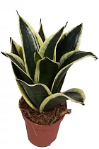 Сансивьерия Блэк Голд - Sansevieria Golden Hah Black D14 H30