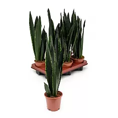 Сансевьерия франциза  - Sansevieria francisii  H80