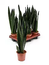 Сансевьерия франциза  - Sansevieria francisii  H80