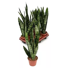 Сансевиерия трехполосая - Sansevieria trifasciata black tiger D18 H60