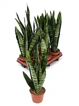 Сансевиерия трехполосая - Sansevieria trifasciata black tiger D18 H60