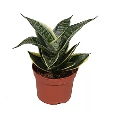 Сансевьерия франциза - Sansevieria francisii D15 H35