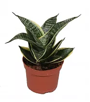 Сансевьерия франциза - Sansevieria francisii D15 H35