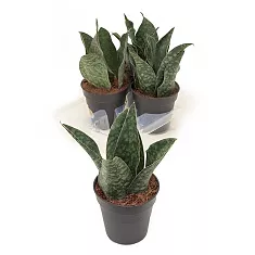 Сансевиерия Трехполосая - Sansevieria trifasciata coral black D15 H30