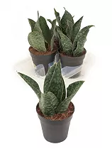 Сансевиерия Трехполосая - Sansevieria trifasciata coral black D15 H30