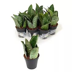 Сансевиерия Трехполосая - Sansevieria trifasciata coral black D15 H35