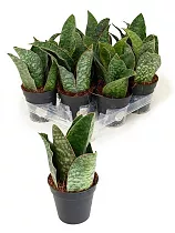 Сансевиерия Трехполосая - Sansevieria trifasciata coral black D15 H35