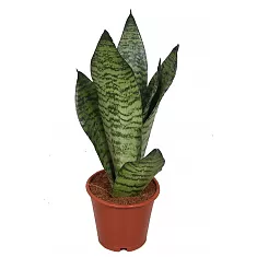 Сансевиерия Зейланика Компакта - Sansevieria zeylanica compacta D15 H45