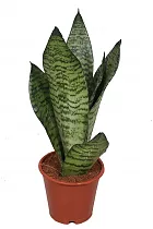 Сансевиерия Зейланика Компакта - Sansevieria zeylanica compacta D15 H45
