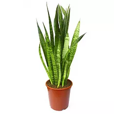 Сансивьерия Зейланика - Sansevieria zeylanica D20 H85