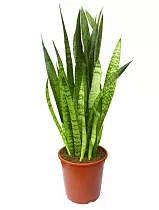 Сансивьерия Зейланика - Sansevieria zeylanica D20 H85