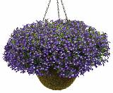 Лобелия - Lobelia D21