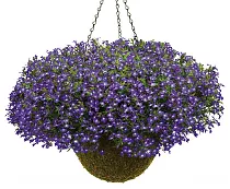 Лобелия - Lobelia D21