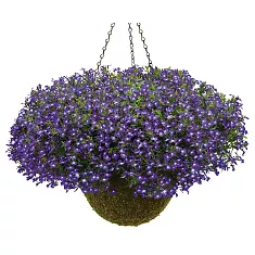 Лобелия - Lobelia D21
