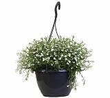 Лобелия - Lobelia D21