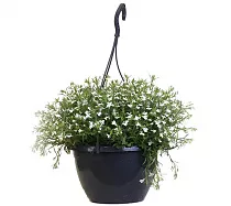 Лобелия - Lobelia D21