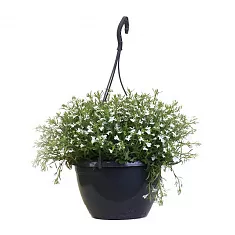 Лобелия - Lobelia D21